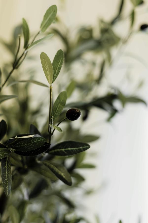 Olive Koukaki Lägenhet Aten Exteriör bild